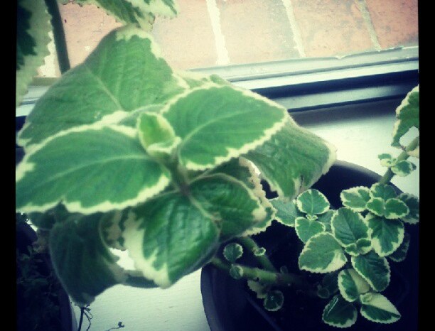 My Oregano Plant. It grows. – from Instagram