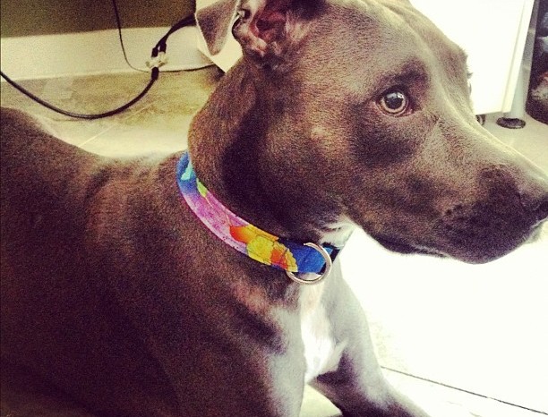 My dog with her stylin new collar. – from Instagram