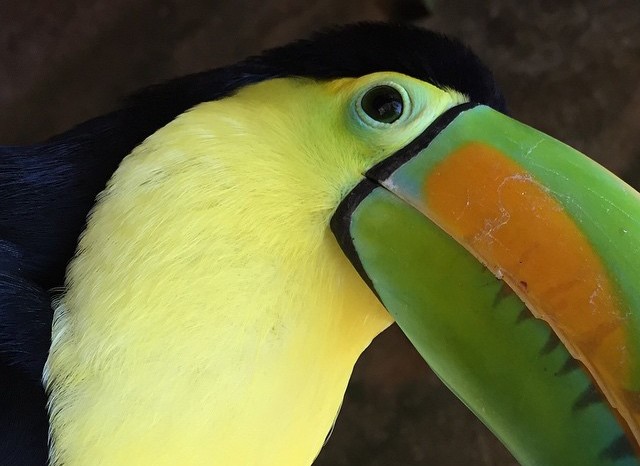 Up close with a toucan at Vallarta Zoo. – from Instagram